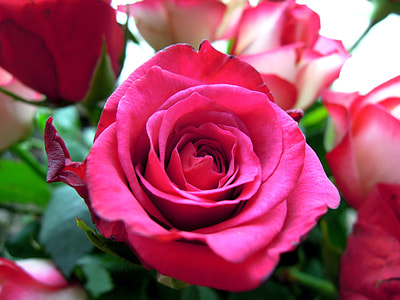 macro photography of red rose flower thumbnail