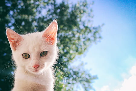 short-haired white kitten thumbnail