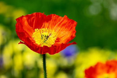 red, orange, and yellow flower thumbnail