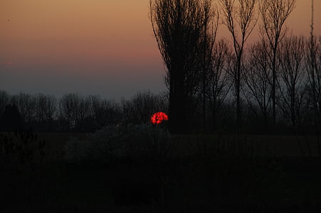 silhouette of bare trees thumbnail