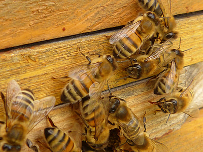 black and yellow bees thumbnail