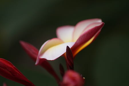 macro lens photography of unbloomed red petaled flower thumbnail