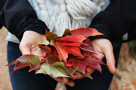 red and green leaves on person's palm thumbnail