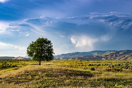 Green Tree thumbnail