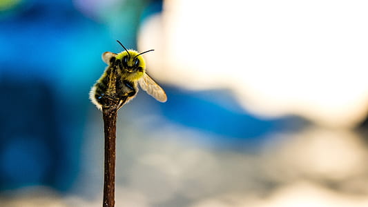 yellow and black honeybee in shallow focus photography thumbnail