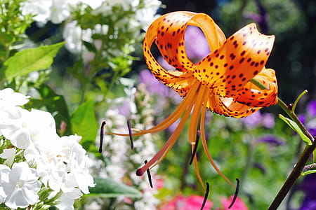 Lilium lancifolium is an Asian species of lily, native to China, Japan, Korea, and the Russian Far East. thumbnail