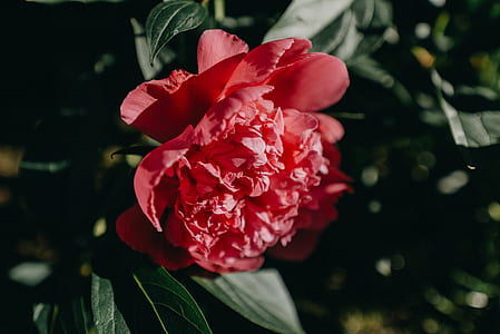 closeup photography of red peony flower thumbnail