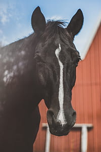 portrait photograph of black and white horse thumbnail