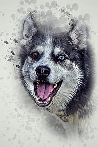 adult black and white Siberian husky thumbnail