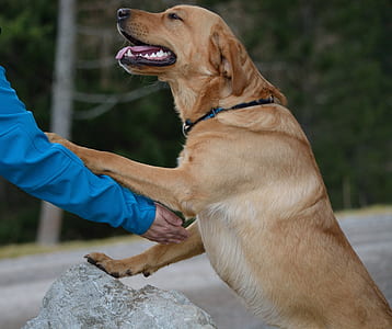 adult yellow Labrador retriever standing on ice thumbnail