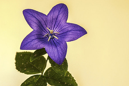 shallow focus photography of purple petaled flower with green leaves thumbnail