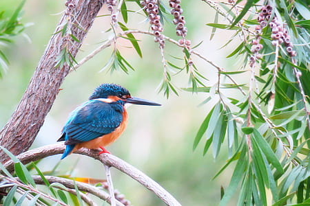 black and orange bird on tree branch thumbnail