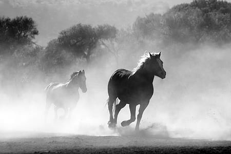 grayscale photography of two horses running thumbnail