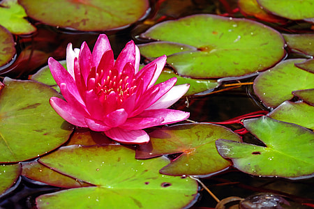 photo of pink lotus dragon thumbnail