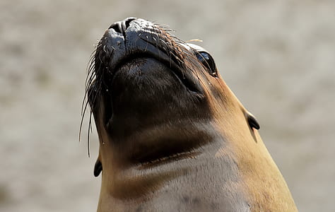 brown seal thumbnail