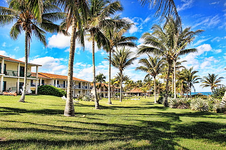 green grass near coconu trees thumbnail
