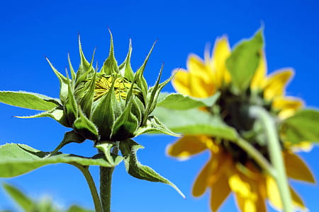 closeup photo sunflower bud thumbnail