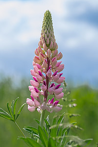pink flower with green leaf thumbnail