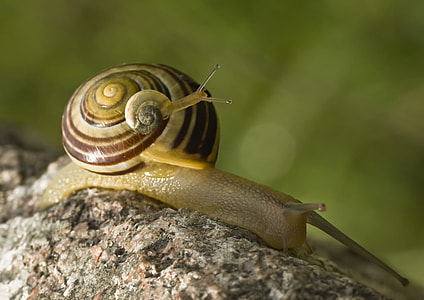 shallow focus photography of brown snail thumbnail