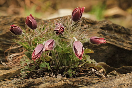 pink petaled flower plant thumbnail