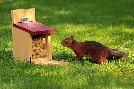 brown squirrel near brown wooden box thumbnail