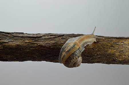 nature, trees, blur, snail thumbnail