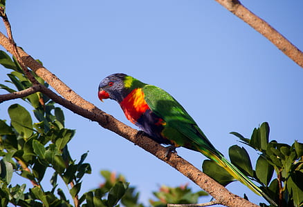 rainbow lorikeet perched on branch thumbnail