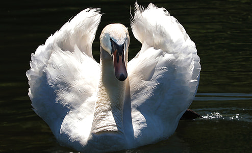 white swan on rippling body of water in close up photography thumbnail