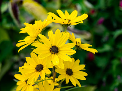 closeup photo of yellow flowers thumbnail