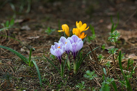purple flowering plants near yellow flowers thumbnail