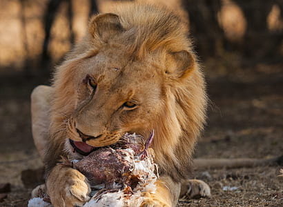 eating, animal, fur, zoo thumbnail
