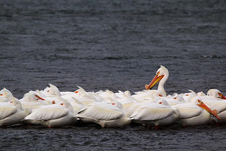 herd of white pelicans thumbnail