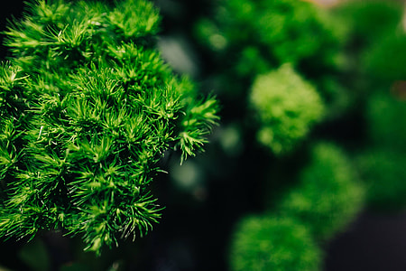 Close-ups of flowers and plants thumbnail