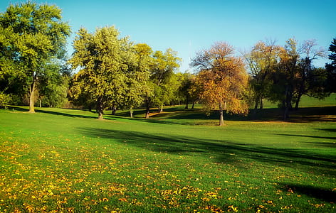 grass field and green leafed tree under calming sky thumbnail