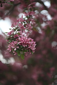 pink flowers thumbnail