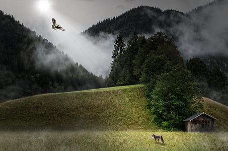 brown fox standing on grass facing brown eagle on sky with light ray thumbnail