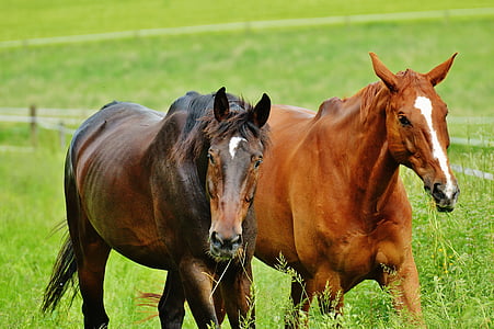 brown and orange horses walking side by side at ranch thumbnail