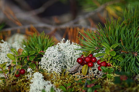 closeup photo of leafed plants thumbnail