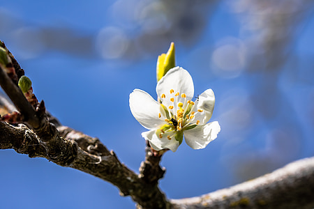 macro photography of white and green flower thumbnail