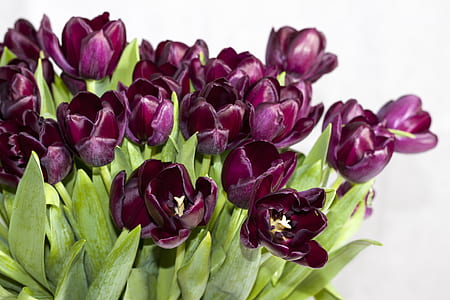 selective focus photography of purple tulips thumbnail