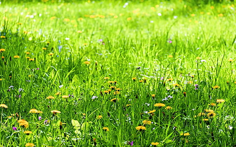 photo of yellow petaled flower plant field thumbnail