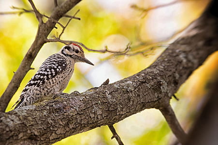 closeup photography of bird on tree thumbnail