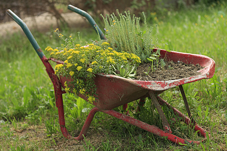 yellow petaled flowers in red metal wheelbarrow thumbnail