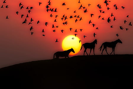 sunset, dusk, silhouettes, horses, birds, landscape thumbnail