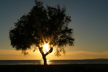 silhouette of lone tree thumbnail