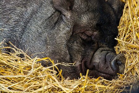 pig sleeping on hay thumbnail