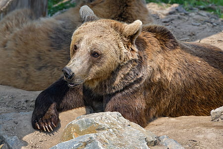 brown bear thumbnail