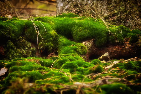green grass field thumbnail