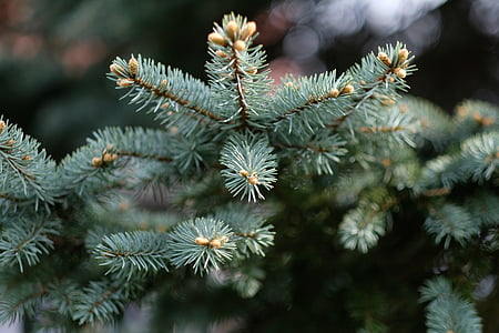 shallow focus photo of green leafed plants thumbnail