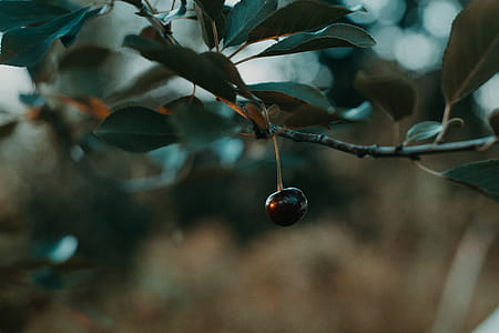 Shallow Focus Photography of Black Cherry thumbnail